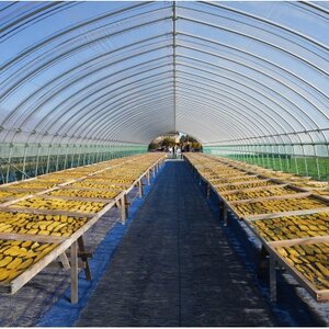 【新物】2月以降発送 ヒロファームの干しいも 平干し850g×1袋 べにはるか 茨城県ひたちなか産【1643853】