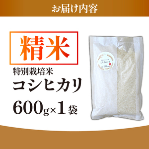 【特別栽培米】コシヒカリ　茨城県産　白米　600g　ギフトにおすすめ【1670035】