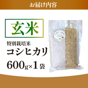 【特別栽培米】コシヒカリ　茨城県産　玄米　600g　ギフトにおすすめ【1670037】