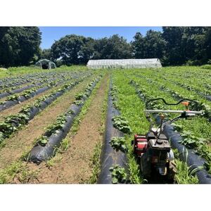 干しいも  せっこう 400g　☆甘み最強ツウ好み☆【1700699】