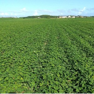 【訳あり】ヒロファームの茨城県ひたちなか産べにはるか　干しいも　切り落とし　400g×2袋【1714016】