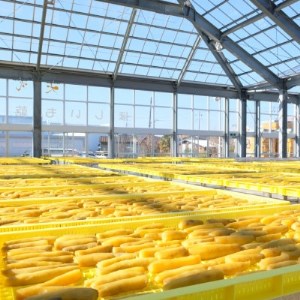 百年干しいも焼酎　720ml×1本_酒・アルコール 芋焼酎 焼酎 _【1323737】