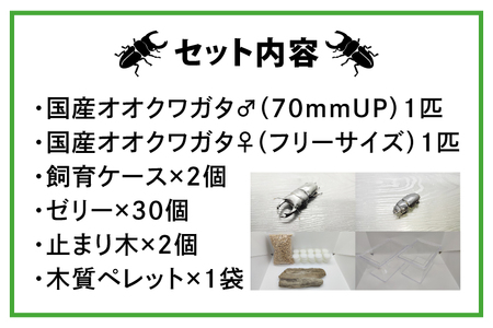 国産オオクワガタ♂♀ペア飼育セット【クワガタ クワガタムシ カブトムシ 昆虫 虫 国産 飼育 セット 夏休み 自由研究 鹿嶋市 茨城県】（KBY-2）