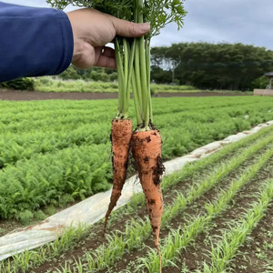 【先行予約】にんじん 5kg 旬の安心野菜【人参 ニンジン 無農薬 有機 栽培 野菜 サラダ 料理 オーガニック 数量 限定 人気 栄養 茨城県 鹿嶋市】 (KAX-15)