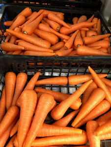 【先行予約】にんじん 5kg 旬の安心野菜【人参 ニンジン 無農薬 有機 栽培 野菜 サラダ 料理 オーガニック 数量 限定 人気 栄養 茨城県 鹿嶋市】 (KAX-15)