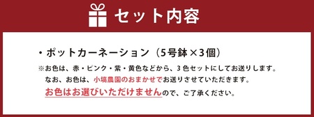 色とりどりのカーネーション (5号鉢) 3色セット 母の日 花 プレゼント (KAQ-1)