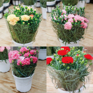 色とりどりのカーネーション (5号鉢) 3色セット 母の日 花 プレゼント (KAQ-1)