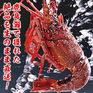 【漁師直送／生】伊勢海老 （1kg／2〜5本） 伊勢エビ (KBL-22)