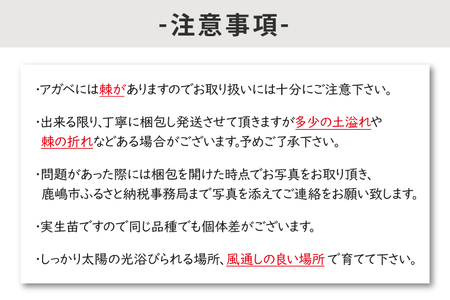 鹿嶋市産アガベ！パリー・ホーチエンシス『ウェイクフィールド』【観葉植物 自然 お庭 インテリア 多肉 アガベ 5号 鉢 ナチュラル 20000円以下】（KCP-8）