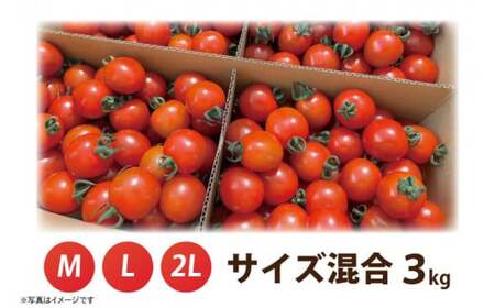 【9,000円→7,000円！】【9月上旬からの発送】朝採れ あまっこ ミニトマト ３kg 【やさい 野菜 トマト 甘い プチ 新鮮 フレッシュ 産地 直送 10000円以下 茨城県 鹿嶋市 】（KAM-16）