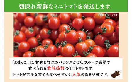 【9,000円→7,000円！】【9月上旬からの発送】朝採れ あまっこ ミニトマト ３kg 【やさい 野菜 トマト 甘い プチ 新鮮 フレッシュ 産地 直送 10000円以下 茨城県 鹿嶋市 】（KAM-16）