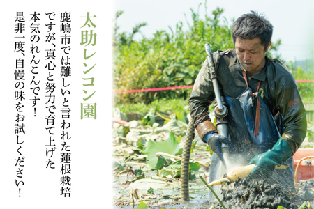 【先行予約】【セット販売】太助レンコン&蓮根肉餃子のおばけん 【4kg&40粒】【野菜 ギョーザ れんこん しゃきしゃき おいしい 食べきり 茨城県 鹿嶋市】（KBU-6）