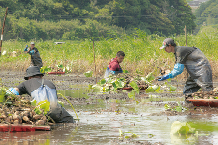 【先行予約】【セット販売】太助レンコン&蓮根肉餃子のおばけん 【4kg&40粒】【野菜 ギョーザ れんこん しゃきしゃき おいしい 食べきり 茨城県 鹿嶋市】（KBU-6）