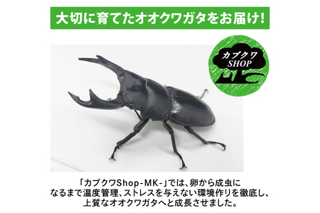 産地おまかせ】【数量限定】オオクワガタオスのみ♂（オス70ミリup