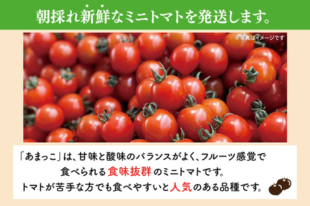 【先行予約★2025年5月～順次発送！】【人気商品】朝採れ あまっこ ミニトマト ３kg 【やさい 野菜 トマト 甘い プチトマト 新鮮 フレッシュ 産地 直送 10000円以下 茨城県 鹿嶋市 】（KAM-19）