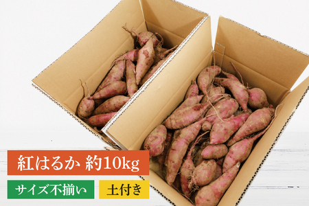 【訳あり】紅はるか約10kg【さつまいも サツマイモ 紅はるか 茨城県 鹿嶋市 10000円以下】（KAM-20）