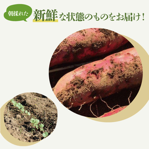 ★先行予約★【2026年10月中旬～11月末頃までの発送品！】【普通栽培】紅はるか 生さつまいも(8kg+約25%補償分)　計 約10kg【サツマイモ 芋 いも べにはるか 新鮮 焼き芋 煮物 天ぷら スイートポテト 鹿嶋市 茨城県】（KAG-42）