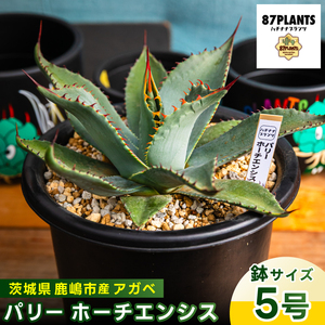 アガベ パリー　ホーチエンシス　吉祥天　　5株セット 鹿嶋市産 実生アガベ・パリー ホーチエンシス（吉祥天）5号鉢
