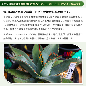 鹿嶋市産 実生アガベ・パリー ホーチエンシス（吉祥天）5号鉢