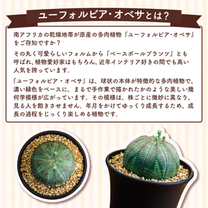 ユーフォルビア　オベサ　バリダ　実生　5株ずつセット❗️ ユーフォルビア オベサ バリダ 実生 5株ずつセット❗️