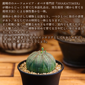 鹿嶋市産 実生ユーフォルビアオベサ（KDR-001） | 茨城県鹿嶋市