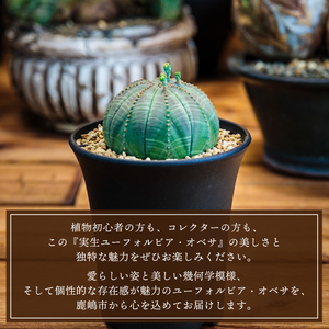 ひ*ん様 【特大・ヴィンテージ株！！！】ユーフォルビア・オベサ① ユーフォルビア オベサ /オールド オベサ 【発根済み】RF230384