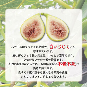 イチジク苗木7号ポット（バナーネ）【苗木 観葉 植物 いちじく 自宅 ポット茨城県 鹿嶋市】（KAE-10）