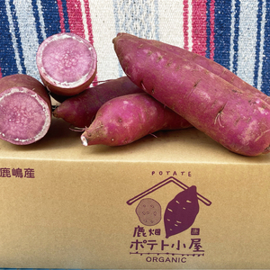 【先行予約】鹿畑ポテト小屋の生さつまいも ふくむらさき 計 約10kg（８kg+約25％補償分）【鹿嶋市 減農薬 熟成 貯蔵 サツマイモ 紫いも 甘い 10キロ 15000円以内】 (KBR-13)