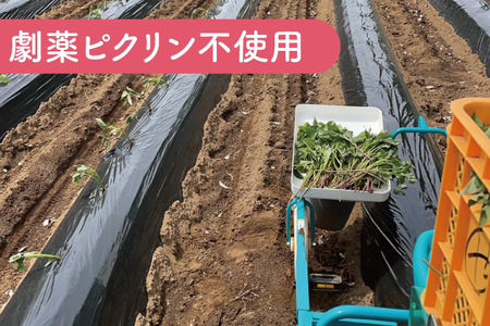 ポテト小屋の生さつまいも 【紅はるか】 5kg 【鹿嶋市 減農薬 サツマイモ 生芋 べにはるか 送料無料 5キロ 10000円以下】 (KBR-3)