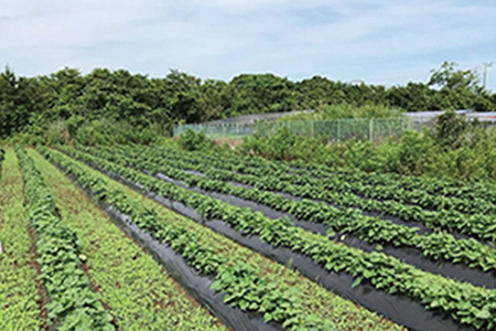 ポテト小屋の生さつまいも 【紅はるか】 5kg 【鹿嶋市 減農薬 サツマイモ 生芋 べにはるか 送料無料 5キロ 10000円以下】 (KBR-3)