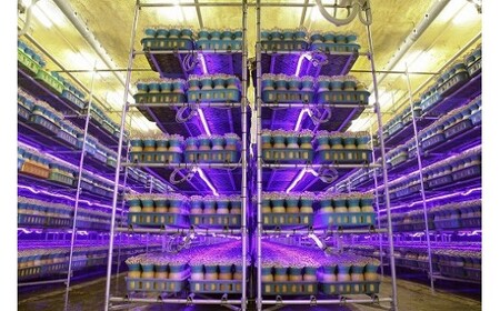 歯ごたえ抜群!ブナシメジ KL-2