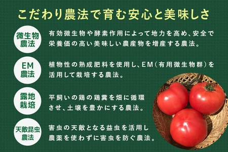 『身体が喜ぶ野菜』詰め合わせ ( おまかせ 10～12品) 野菜 詰合せ 詰め合わせセット お任せ 季節の野菜 セット 栽培期間中農薬不使用 有機栽培 微生物農法 EM農法 露地栽培 産地直送 新鮮 野菜ボックス ギフト 家庭用 茨城県 潮来市 (A03-001)