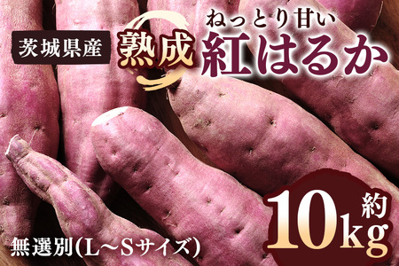 さつまいも 熟成紅はるか 約10kg 無選別 (L～Sサイズ) 茨城県産 ねっとり 甘い 焼き芋 大学芋 天ぷら 熟成 自然の甘み スイーツ 野菜 サツマイモ 茨城県 潮来市 (A52-001)