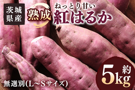 さつまいも 熟成紅はるか 約5kg 無選別(L～Sサイズ) 茨城県産 ねっとり 甘い 焼き芋 大学芋 天ぷら 自然の甘み スイーツ 野菜 サツマイモ 茨城県 潮来市 (A52-003)