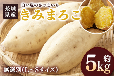 さつまいも きみまろこ 約5kg 無選別(L～Sサイズ) 茨城県産 卵 黄身 肉色 まろやか 口当たり 焼き芋 お菓子 白い皮のさつまいも 自然の甘み スイーツ 野菜 サツマイモ 茨城県 潮来市 (A52-006)