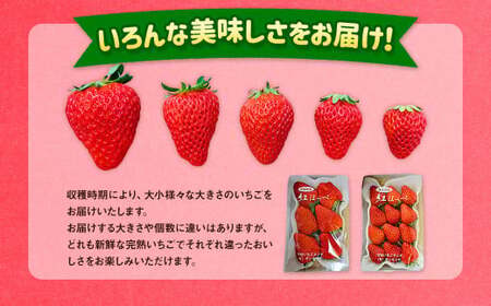 紅ほっぺ 1箱 2パック（合計540g以上） ※2026年1月下旬～4月下旬頃に順次発送予定 | いちご 苺 フルーツ 果物 くだもの 果実 完熟 冷蔵 守谷市産 茨城県 守谷市