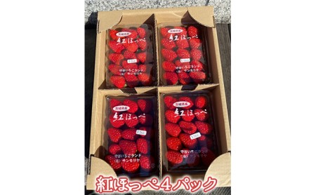 農家直送！紅ほっぺ4パック入り サイズおまかせ【果物類・いちご・苺・イチゴ・農家直送・紅ほっぺ・4パック・季節限定・詰め合わせ】 ※2026年2月頃～5月上旬頃に順次発送予定 6,840円
