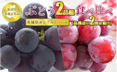 ぶどう2品種 食べ比べ【茨城県共通返礼品 かすみがうら市】2房 2種 セット ぶどう ブドウ 葡萄 果物 フルーツ お取り寄せ ※2024年8月上旬頃より順次発送予定