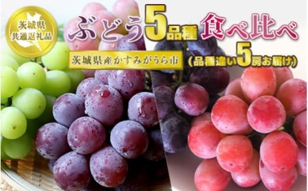 ぶどう5品種 食べ比べ【茨城県共通返礼品 かすみがうら市】5房 5種