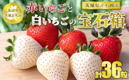 【先行予約】【茨城県共通返礼品　石岡市産】赤いちごと白いちごの宝石箱　36粒 ※2024年12月初旬～2025年3月中旬頃に順次発送予定