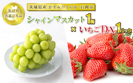 先行予約】シャインマスカット1房といちごDX1パック【茨城県共通返礼品