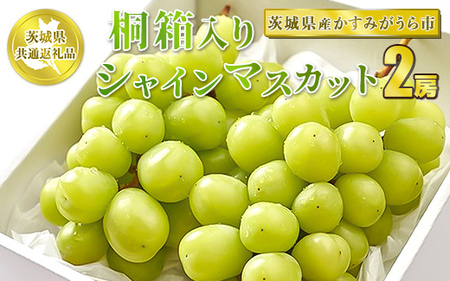 桐箱入りシャインマスカット 2房【茨城県共通返礼品 かすみがうら市産】 ※2024年8月～2025年1月下旬頃に順次発送予定