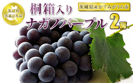 桐箱入りナガノパープル 2房【茨城県共通返礼品 かすみがうら市産】 ※2024年8月～10月下旬頃に順次発送予定 | 茨城県守谷市 | ふるさと納税 サイト「ふるなび」