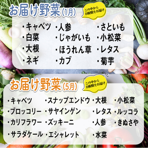 コトコトファーム 旬の有機栽培野菜セット 野菜 セット 有機JAS 詰め合わせ 国産 旬 季節 おまかせ お楽しみ 冷蔵 【コトコトファーム】【ho1602】
