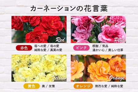 カーネーション 黄色系 母の日への贈り物 プレゼント ギフト カーネーション 花 アレンジ 鉢植え 5号 鉢 国産 花鉢 鉢花 フラワーアレンジメント 母の日ギフト フラワーギフト お祝い 母の日