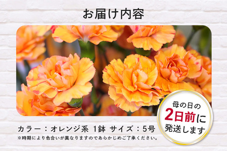 カーネーション オレンジ系 母の日への贈り物 プレゼント ギフト カーネーション 花 アレンジ 鉢植え 5号 鉢 国産 花鉢 鉢花 フラワーアレンジメント 母の日ギフト フラワーギフト お祝い 母の日