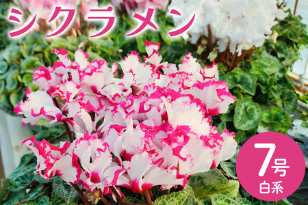 シクラメン 7号 白系 フラワーギフト 鉢植え 鉢 ギフト ビッグサイズ 鉢花 お歳暮 ガーデンシクラメン ミニシクラメン プレゼント 希少 クリスマス 誕生日 結婚記念日 花ギフト