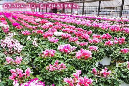 シクラメン 7号 白系 フラワーギフト 鉢植え 鉢 ギフト ビッグサイズ 鉢花 お歳暮 ガーデンシクラメン ミニシクラメン プレゼント 希少 クリスマス 誕生日 結婚記念日 花ギフト