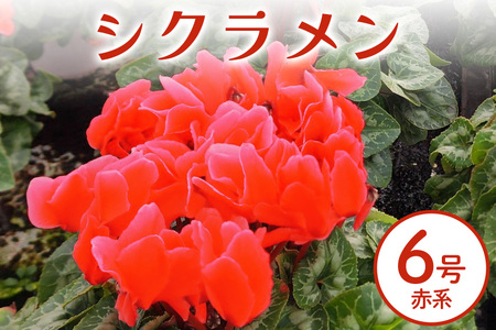 シクラメン 6号 赤系 フラワーギフト 鉢植え 鉢 ギフト ビッグサイズ 鉢花 お歳暮 ガーデンシクラメン ミニシクラメン プレゼント 希少 クリスマス 誕生日 結婚記念日 花ギフト