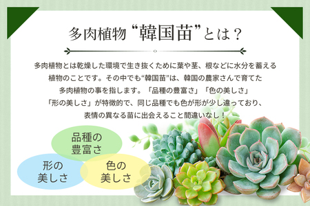 韓国多肉植物 抜き苗 アソート 5種類 詰め合わせ 多肉植物 観葉植物 インテリア 寄せ植え 誕生日プレゼント オシャレ 多肉 観葉 おまかせ セット 植物 苗 種類 色々 ランダム 農園直送 栽培 ガーデニング 寄せ植え用 韓国苗 多肉専科